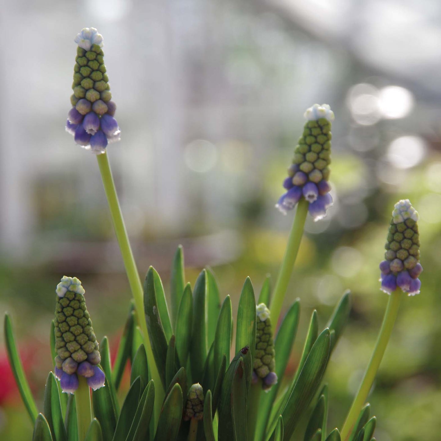 Muscari 'Touch of Snow' - Königliche Gartenakademie