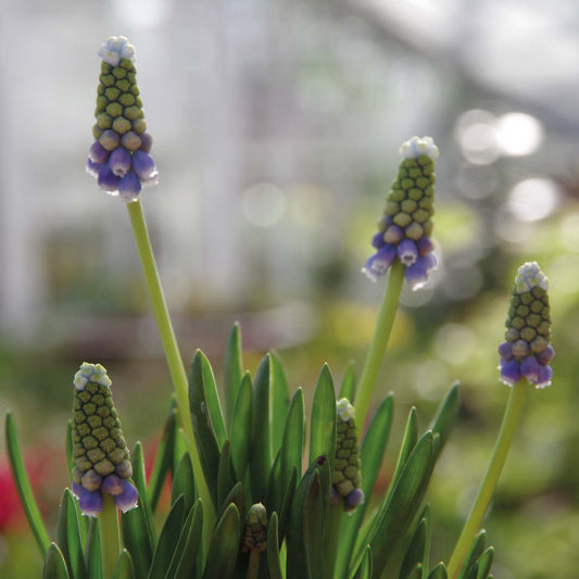 Muscari 'Touch of Snow' - Königliche Gartenakademie