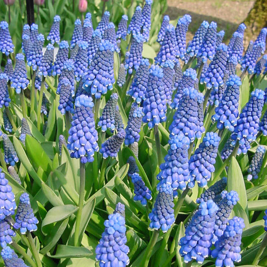 Muscari botryoides 'Superstar' - Königliche Gartenakademie