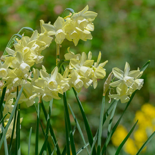 Narcissus 'Moonlight Sensation' Cremegelbe Triandus-Narzisse von Weijers zeigt blassgelbe Blüten auf langen grünen Stielen und Blättern, die sich von einem sanft verschwommenen grünen und gelben Hintergrund im Freien abheben.