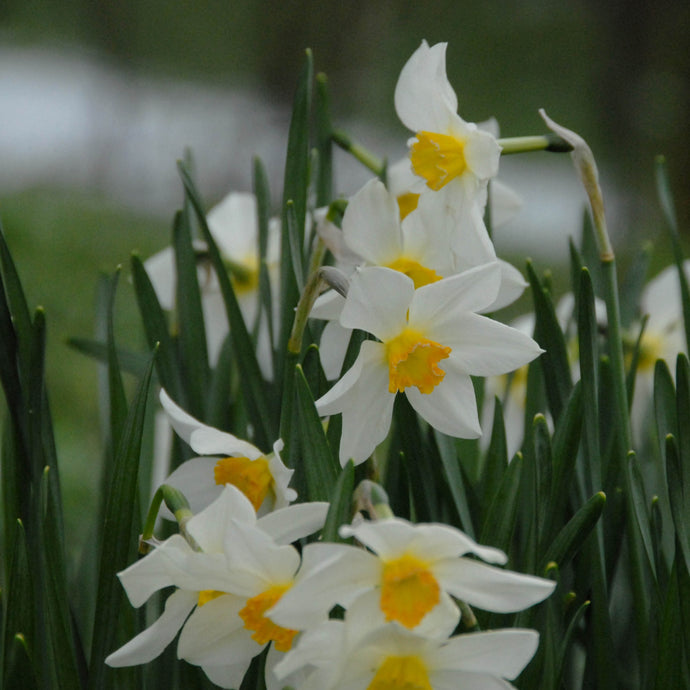 Narcissus White Lady - Königliche Gartenakademie