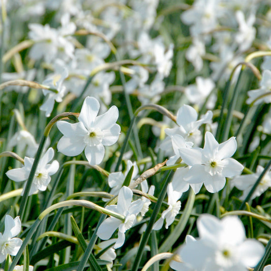 Ein Feld von Weijers Narcissus 'Xit' weiße Miniatur Narzissen mit langen grünen Stielen und Blättern, die dicht beieinander im hellen Außenlicht blühen.