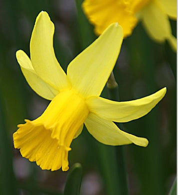 Narcissus 'February Gold' - Königliche Gartenakademie