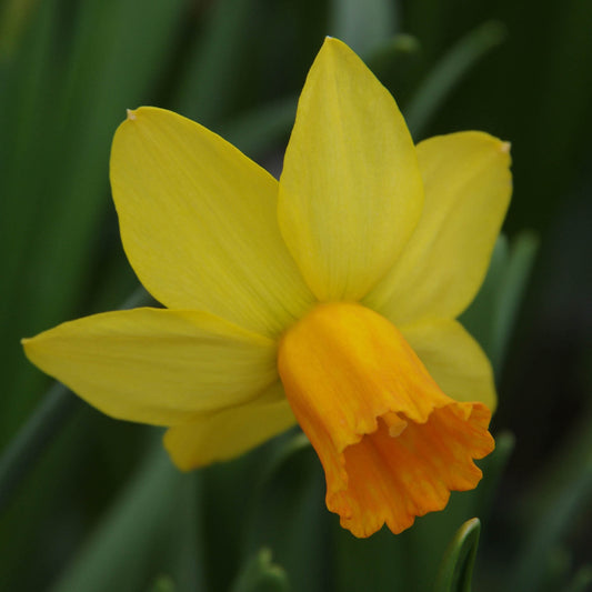 Eine Nahaufnahme einer Narcissus 'Jetfire' Cyclamineus-Narzisse von Weijers, mit einer gelben Blüte mit einer dunkleren orangefarbenen Trompetenmitte vor einem verschwommenen grünen Hintergrund. Diese Narzisse blüht von März bis April.