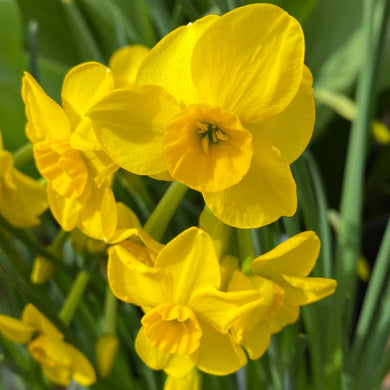 Narcissus 'Kokopelli' - Königliche Gartenakademie