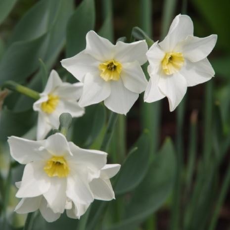 Narcissus 'Lieke' - Königliche Gartenakademie