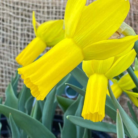 Narcissus 'Rapture' - Königliche Gartenakademie
