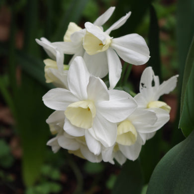Narcissus Sailboat - Königliche Gartenakademie