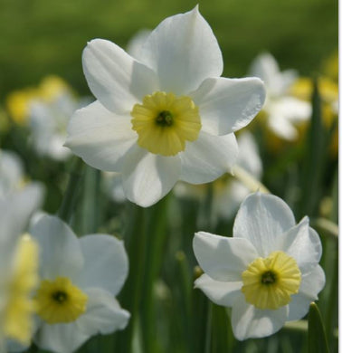 Narcissus 'Segovia' - Königliche Gartenakademie