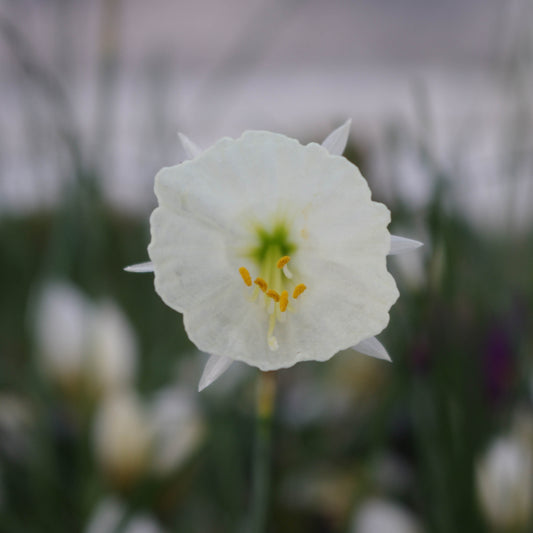 Nahaufnahme einer Weijers Narcissus Spoirot Reifrock-Narzisse Blüte mit sternförmiger grün-gelber Mitte und gelben Staubgefäßen vor einem unscharfen natürlichen Steingarten-Hintergrund.