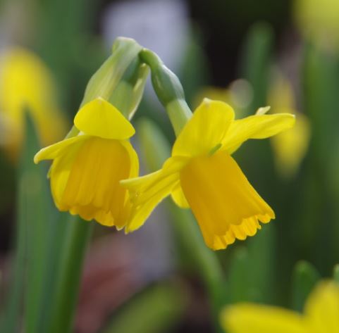 Narcissus 'Tête-à-Tête' - Königliche Gartenakademie