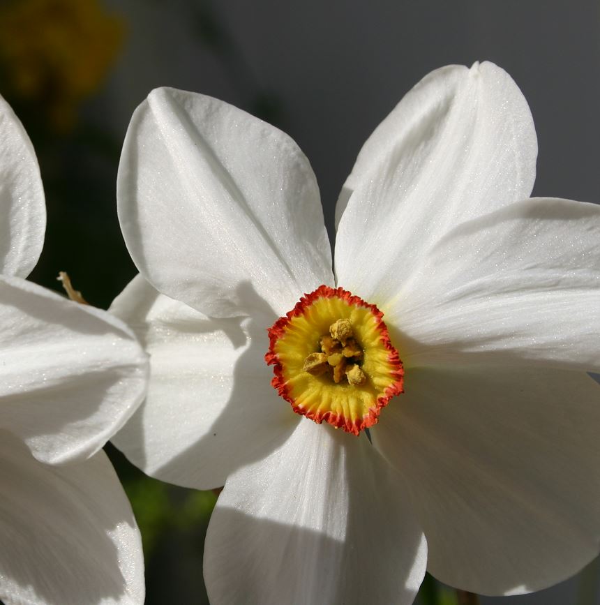 Narcissus poeticus 'Actaea' - Königliche Gartenakademie