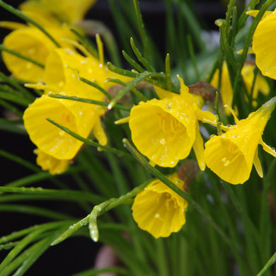 Narcissus bulbocodium 'Golden Bells' - Königliche Gartenakademie