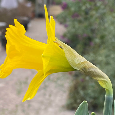 Narcissus pseudonarcissus obvallaris - Königliche Gartenakademie