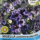 Nigella (Jungfer im Grünen) Midnight - Königliche Gartenakademie