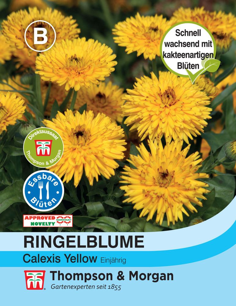 Ringelblume Calexis Yellow - Königliche Gartenakademie