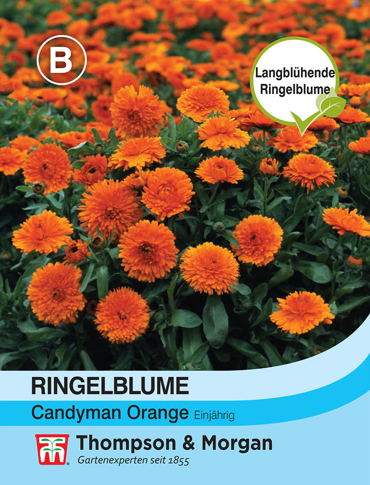 Ringelblume Candyman Orange - Königliche Gartenakademie