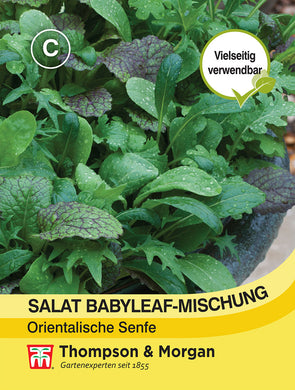 Salat Babyleaf Mischung Orientalische Senfe - Königliche Gartenakademie