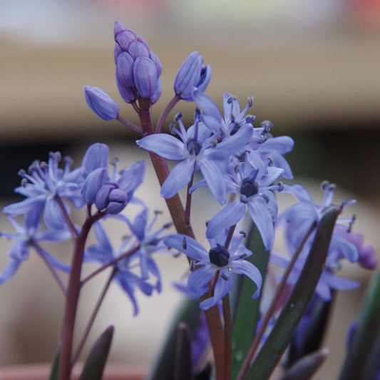 Scilla bifolia - Königliche Gartenakademie