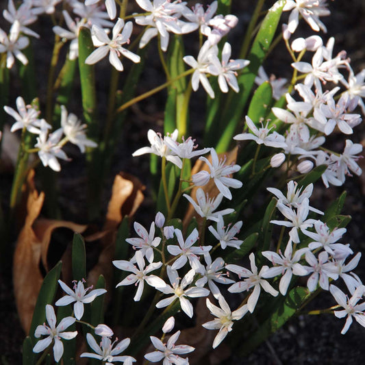 Scilla bifolia 'Rosea' - Königliche Gartenakademie