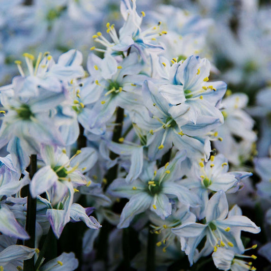 Scilla mischtschenkoana - Königliche Gartenakademie