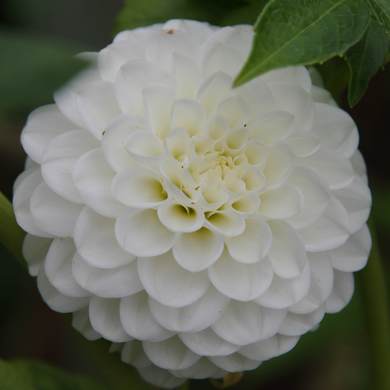 Snowflake - Königliche Gartenakademie