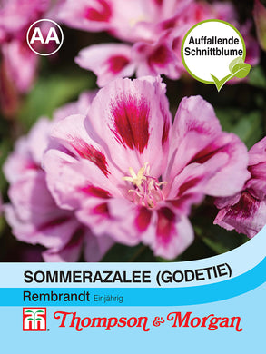 Sommerazalee  Godetia 'Rembrandt' - Königliche Gartenakademie