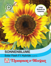 Lade das Bild in den Galerie-Viewer, Sonnenblume Solar Flash F1 Hybride - Königliche Gartenakademie
