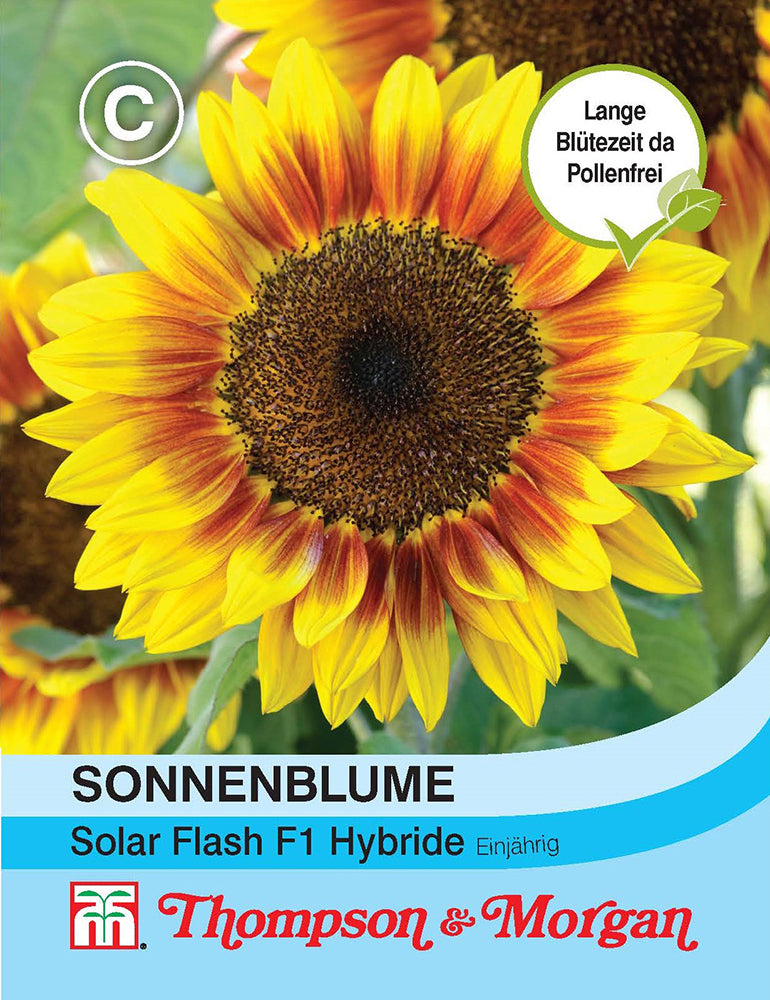 Sonnenblume Solar Flash F1 Hybride - Königliche Gartenakademie