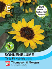 Lade das Bild in den Galerie-Viewer, Sonnenblume Tanja F1 Hybride - Königliche Gartenakademie
