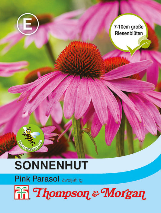 Nahaufnahme von leuchtend rosa Sonnenhut (Echinacea) Pink Parasol von Thompson und Morgan mit orangefarbenen Zentren. Große Blüten (7–10 cm), bienenfreundlich und zieht Schmetterlinge an.