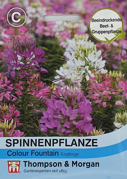 Spinnenpflanze Colour Fountain Mischung - Königliche Gartenakademie