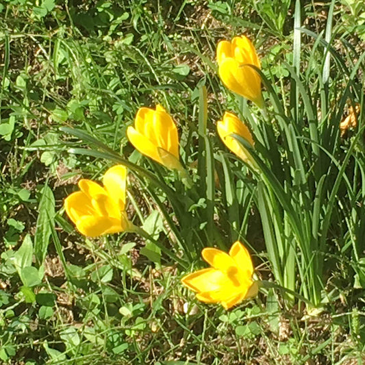 Sternbergia lutea Herbst-Goldbecher von Weijers, eine insekten-freundliche Blume, blüht an einem sonnigen Tag in leuchtend gelben Büscheln zwischen grünem Gras und Klee.