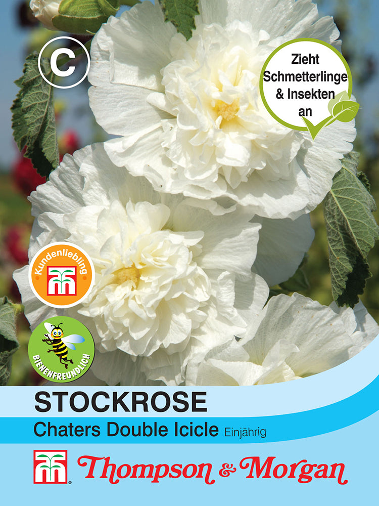 Stockrose Chaters Double Icicle
