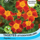 Tagetes (Studentenblume) Paprika - Königliche Gartenakademie