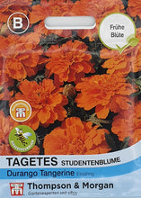 Lade das Bild in den Galerie-Viewer, Tagetes (Studentenblume) Tangerine F1 Hybride - Königliche Gartenakademie
