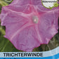 Trichterwinde Candy Pink - Königliche Gartenakademie