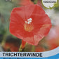 Trichterwinde Cardinal Climber - Königliche Gartenakademie