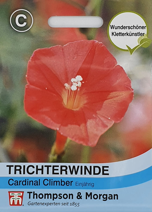 Trichterwinde Cardinal Climber - Königliche Gartenakademie