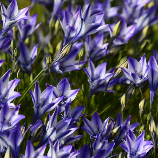 Triteleia Rudy - Königliche Gartenakademie