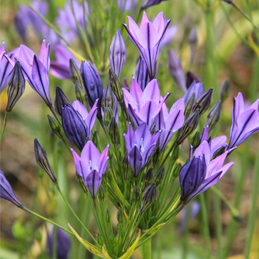 Eine Traube von Triteleia laxa 'Königin Fabiola' Frühlingsstern von Weijers zeigt trompetenförmige hellviolette Blüten und grüne Stiele, wobei einige Knospen geschlossen sind und andere sich in der Blütezeit 6-7 öffnen.