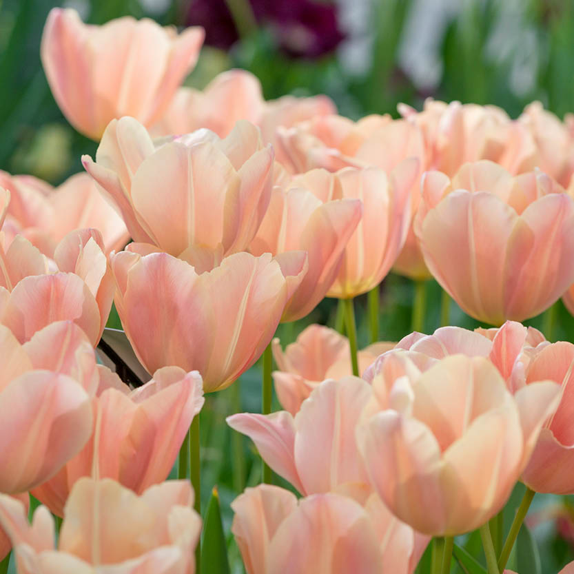 Tulipa 'Apricot Foxx'