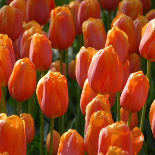 Tulipa Dordogne - Königliche Gartenakademie