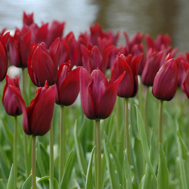 Tulipa Merlot - Königliche Gartenakademie