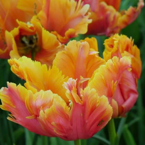 Tulipa 'Amazing Parrot' - Königliche Gartenakademie