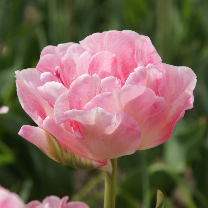 Tulipa 'Angelique' - Königliche Gartenakademie