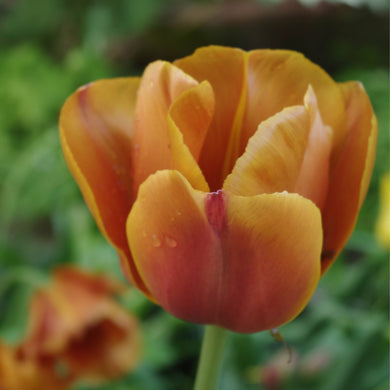 Tulipa Brown Sugar - Königliche Gartenakademie