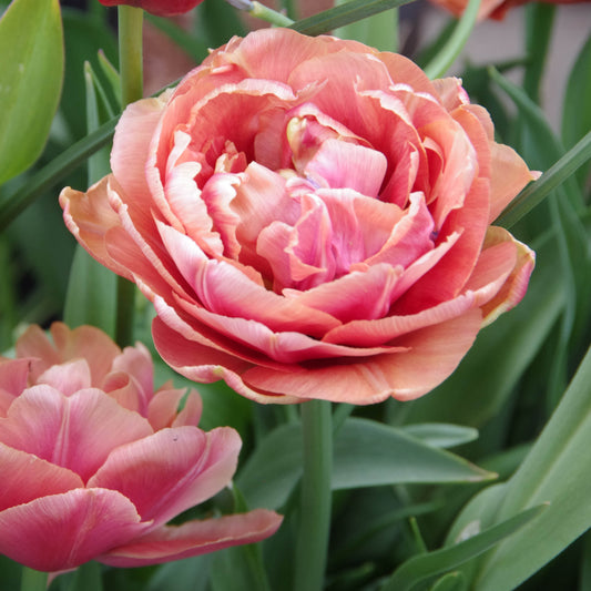 Tulipa Copper Image - Königliche Gartenakademie