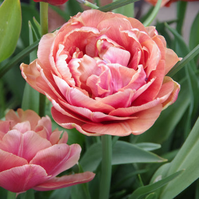 Tulipa Copper Image - Königliche Gartenakademie