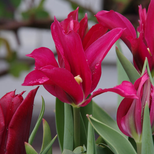 Tulipa Doll's Minuet - Königliche Gartenakademie